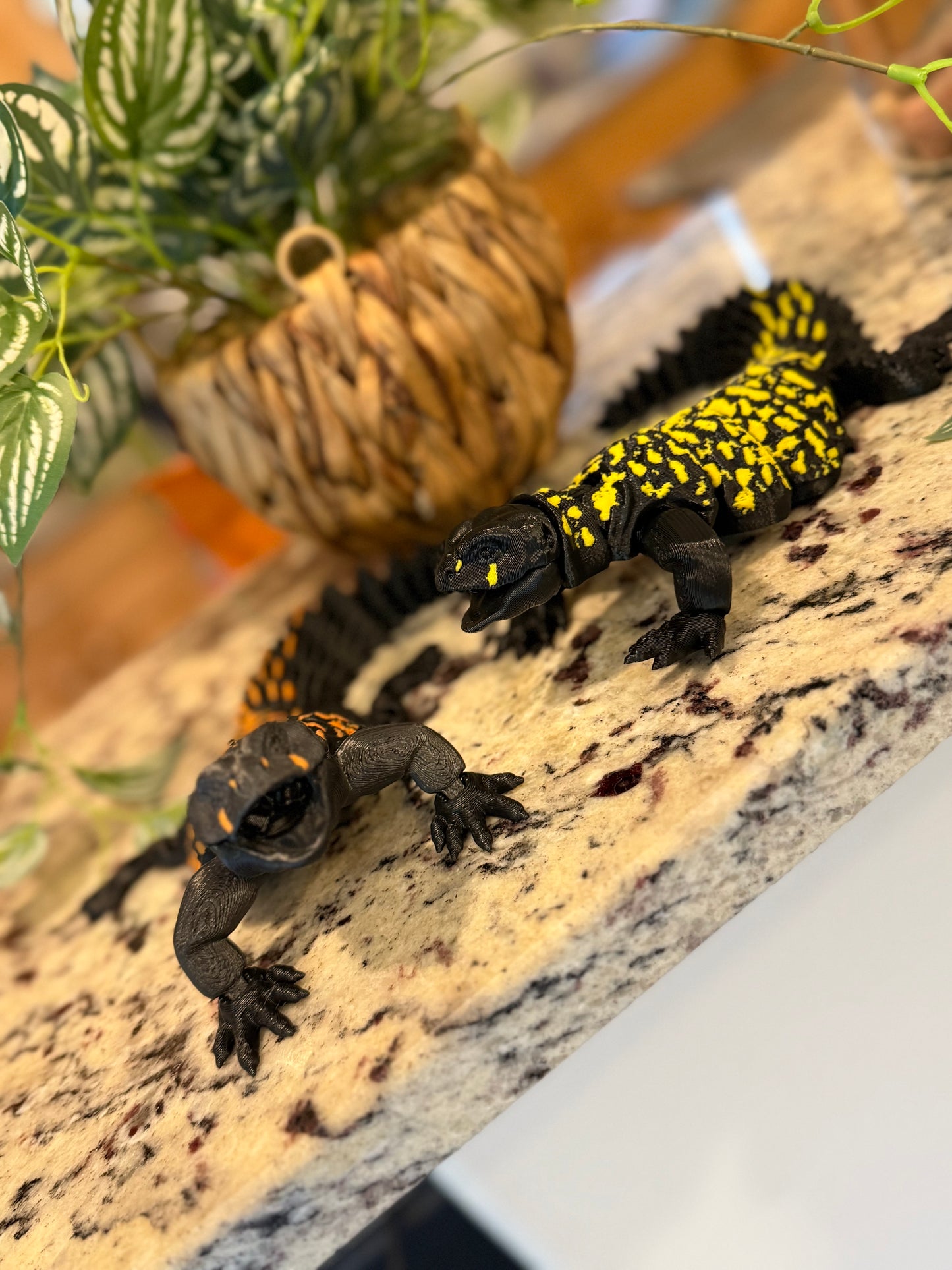 Uromastyx