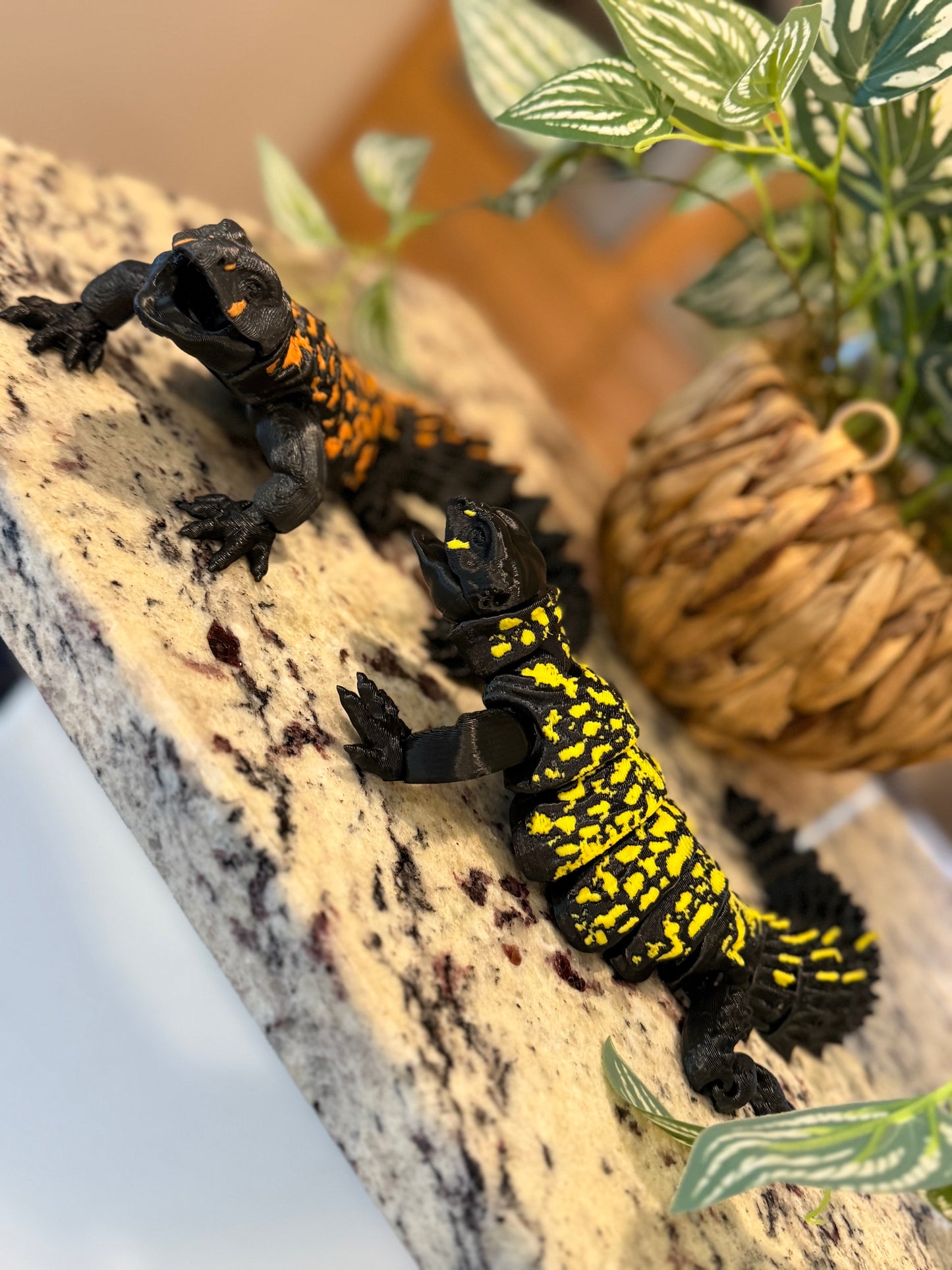 Uromastyx